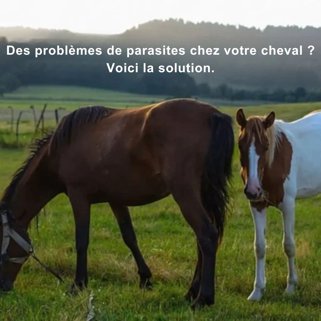 Pâte vermifuge pour cheval Durvet